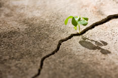 photo shows small plant overcoming advertisty and growing through a crack in hard ground